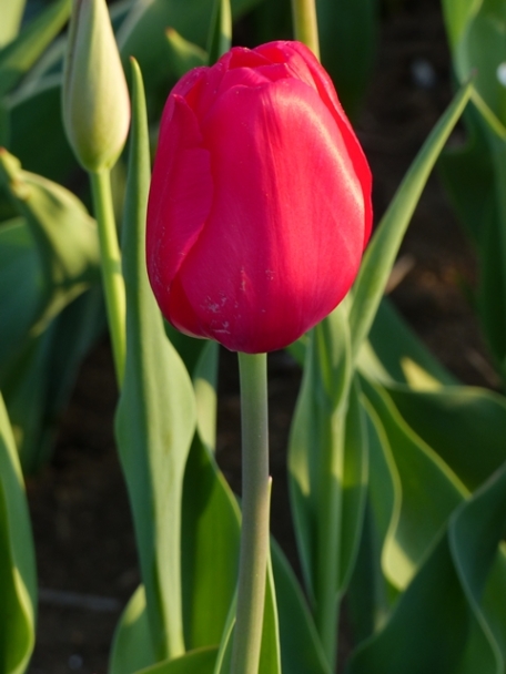 063 tulip e