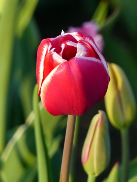 063 tulip f