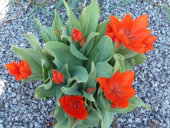 063 tulip g