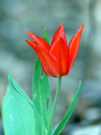 063 tulip h