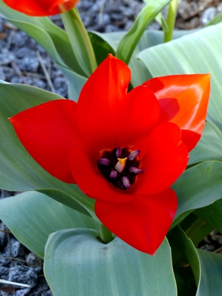 063 tulip i