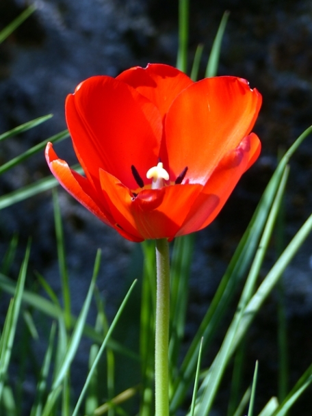 063 tulip j