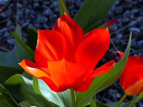 063 tulip k