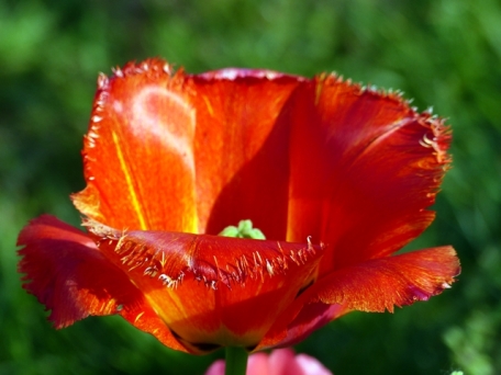 063 tulip l